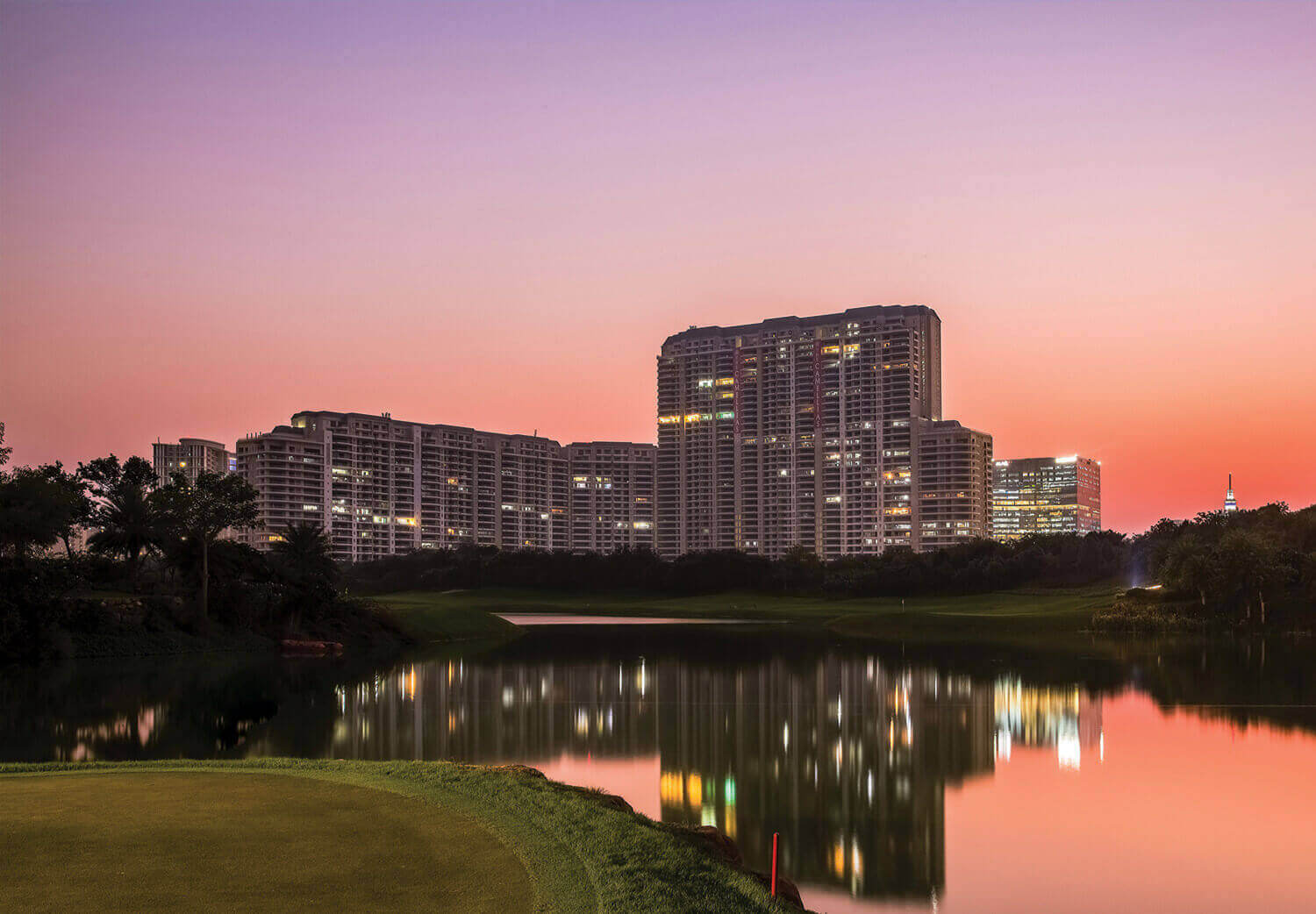 DLF Camellias